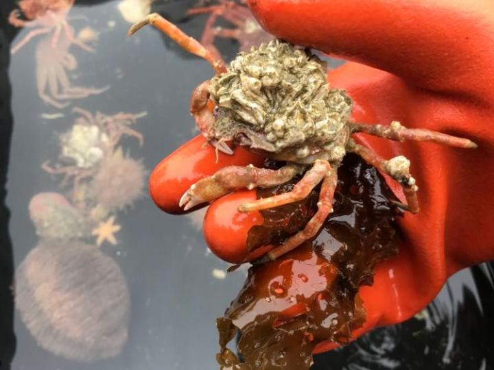 en liten krabba i en hink