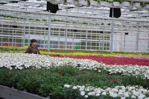 Kvinna bland blommor i ett växthus
